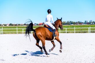 horse pilot vêtement