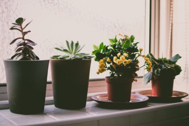 arbre de jade dans une chambre