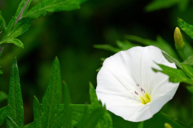 fleur de lune bienfaits