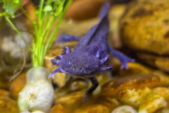 combien coûte un axolotl
