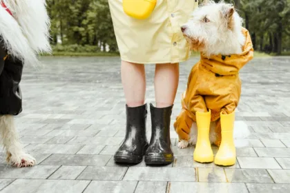 découvrez la tendance de la mode pluvieuse avec notre sélection d'articles stylés et imperméables. restez chic sous la pluie grâce à des vêtements pratiques et élégants, tout en affichant votre personnalité. transformez les jours de pluie en véritables déclarations de mode !