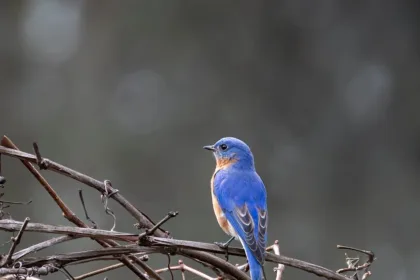 découvrez notre guide complet sur le sizing, qui vous aidera à choisir la taille idéale pour tous vos vêtements. apprenez à prendre vos mesures et à déchiffrer les tailles des marques pour un style parfait et confortable.