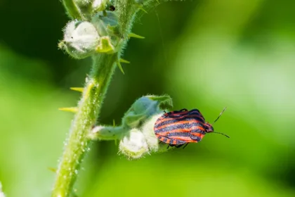 découvrez tout ce qu'il faut savoir sur le sizing : astuces pour choisir la bonne taille de vêtements, chaussures et accessoires, afin d'assurer confort et style. informez-vous sur les conseils de taille, les guides de mesure et les erreurs à éviter pour un shopping réussi.