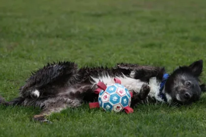 découvrez notre guide complet sur le 'sizing', l'art de choisir la bonne taille pour vos vêtements et accessoires. apprenez à prendre vos mesures avec précision et à navigate dans les différentes tailles afin de garantir un ajustement parfait à chaque fois.