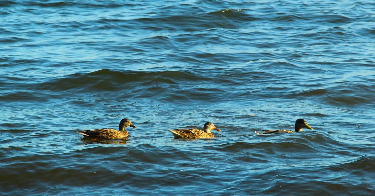 découvrez l'univers de bob voyeur, un espace dédié aux amateurs de récits, photos et vidéos voyeuristes. profitez de contenus uniques pour assouvir votre curiosité et explorer vos fantasmes en toute discrétion.