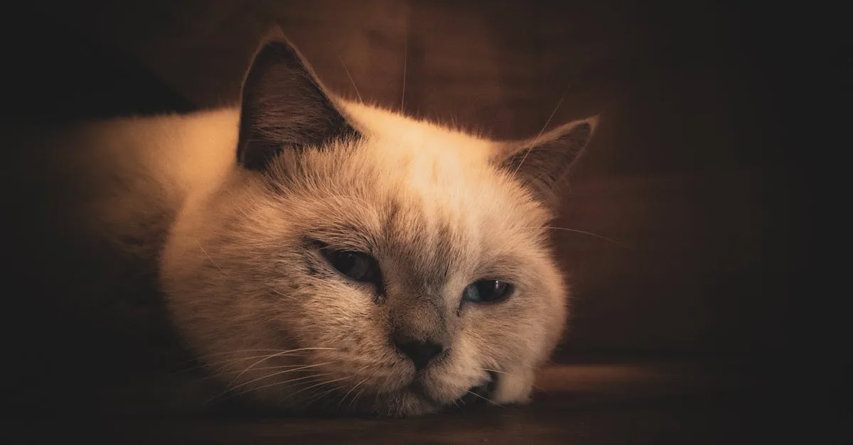 découvrez notre sélection de kitten heels : des chaussures élégantes à petit talon, idéales pour allier style et confort au quotidien. parfaits pour le bureau ou une sortie en ville !