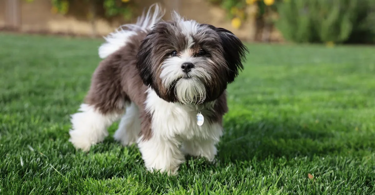 adoptez un shih tzu, un compagnon affectueux et plein de vie. découvrez nos conseils pour l'adoption, les soins essentiels et comment accueillir ce petit chien adorable dans votre foyer.