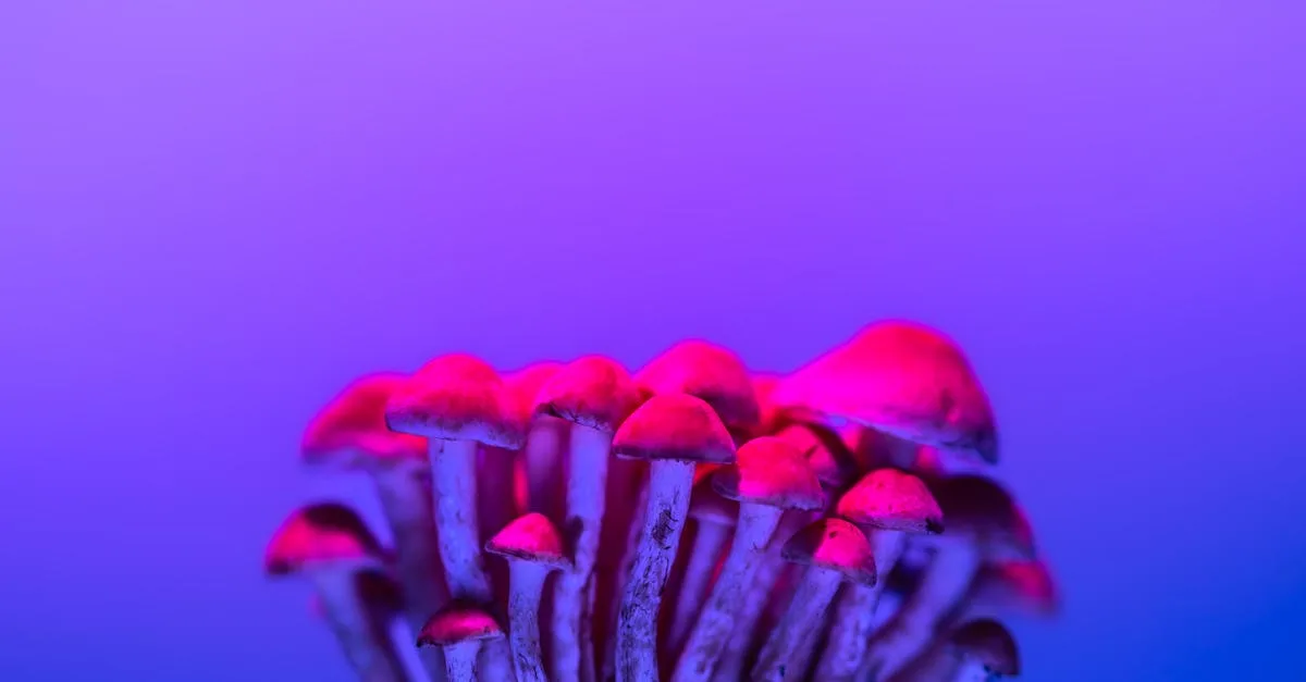 cupidonic : votre site de rencontres pour trouver l'amour et créer des connexions authentiques facilement et rapidement.