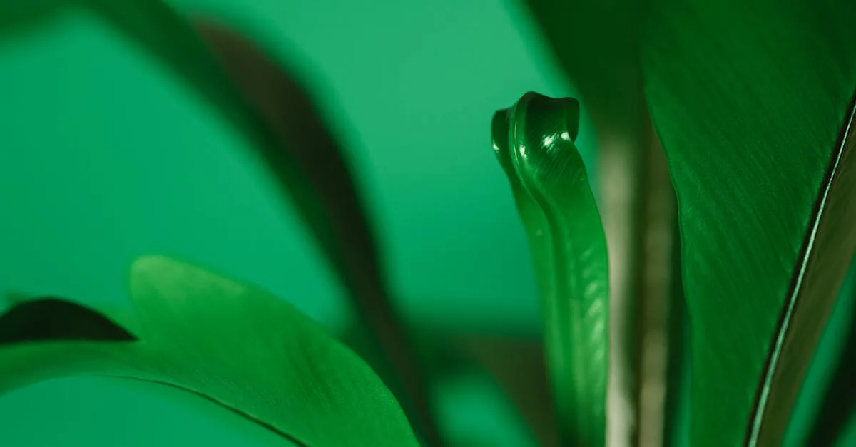 découvrez les bienfaits de la phytothérapie, une approche naturelle utilisant les plantes médicinales pour améliorer votre santé et votre bien-être.