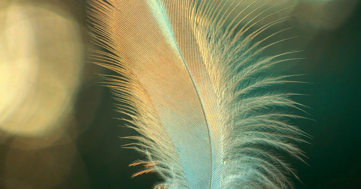 webfeather : solutions légères et performantes pour le développement web moderne.