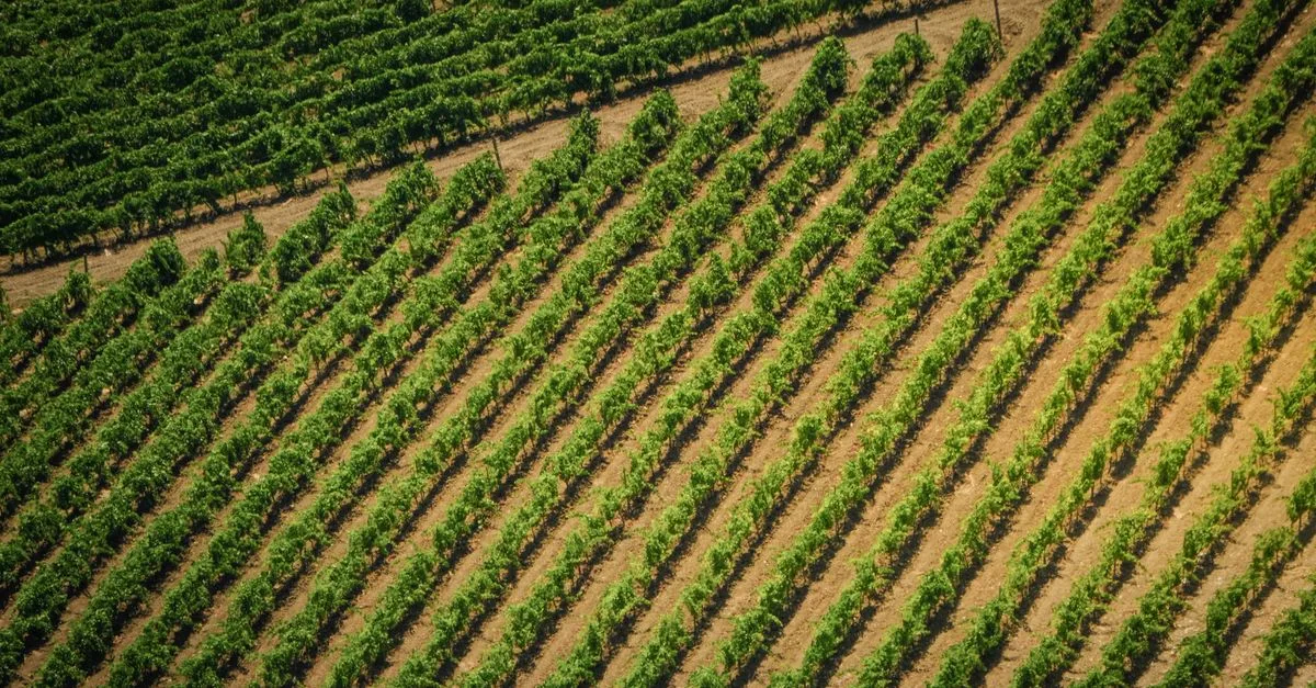 découvrez l'agriculture écologique : des pratiques durables respectueuses de l'environnement pour cultiver sainement et préserver la biodiversité.