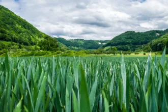 découvrez l'agriculture écologique, une méthode durable qui préserve l'environnement, favorise la biodiversité et soutient une production alimentaire saine et responsable.