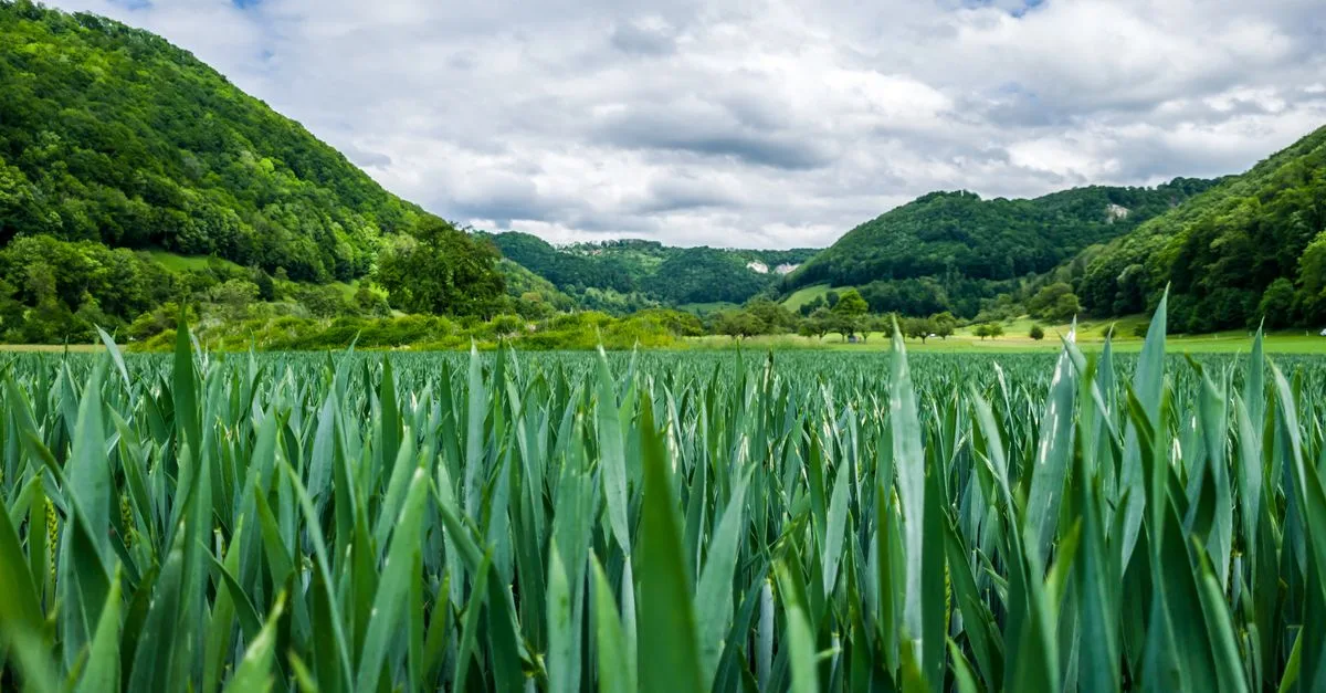 découvrez l'agriculture écologique, une méthode durable qui préserve l'environnement, favorise la biodiversité et soutient une production alimentaire saine et responsable.