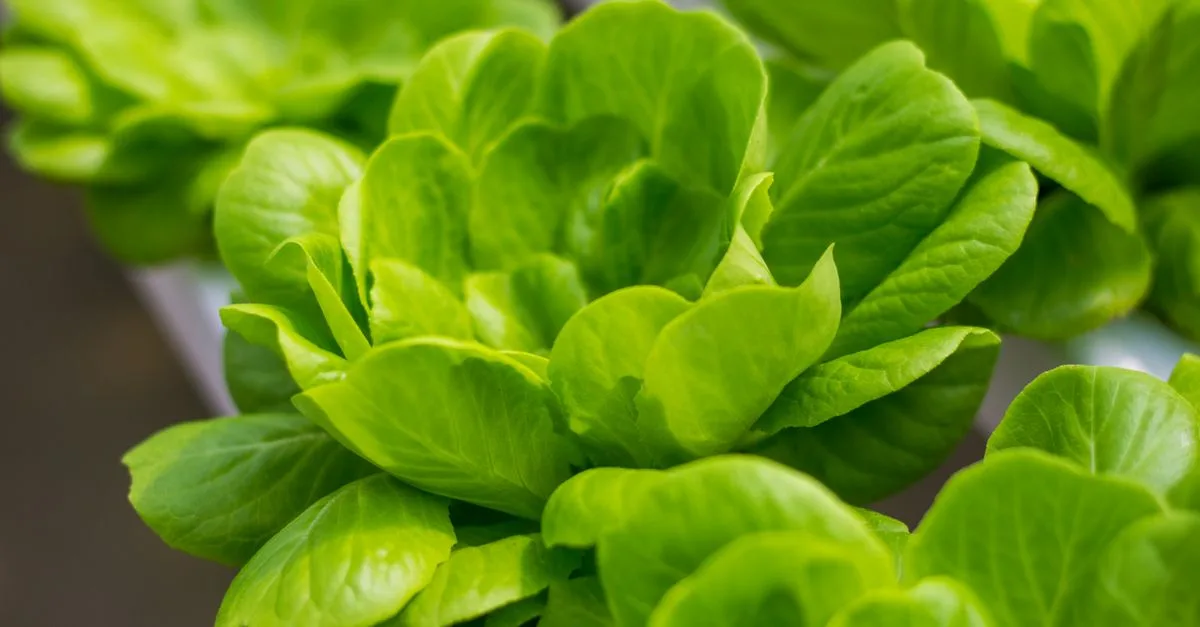 découvrez l'aquaponie, une méthode durable combinant aquaculture et culture hydroponique pour un jardinage écologique et productif.