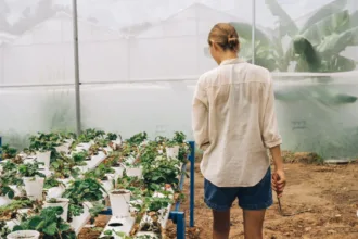 découvrez l'aquaponie, une méthode écologique combinant aquaculture et culture hydroponique pour un jardinage durable et productif.