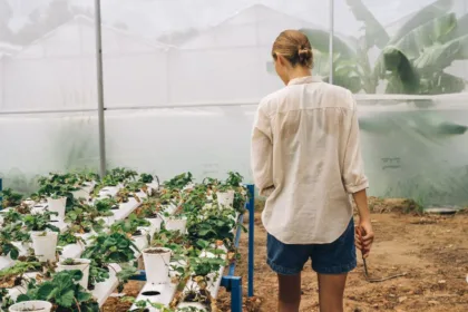 découvrez l'aquaponie, une méthode écologique combinant aquaculture et culture hydroponique pour un jardinage durable et productif.