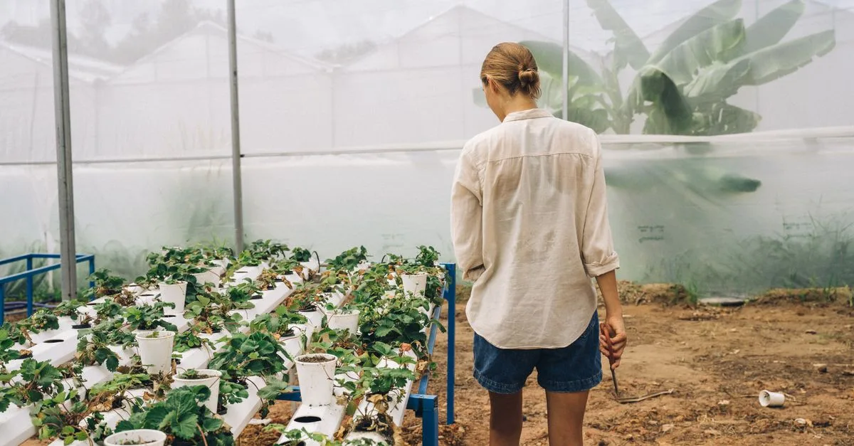 découvrez l'aquaponie, une méthode écologique combinant aquaculture et culture hydroponique pour un jardinage durable et productif.