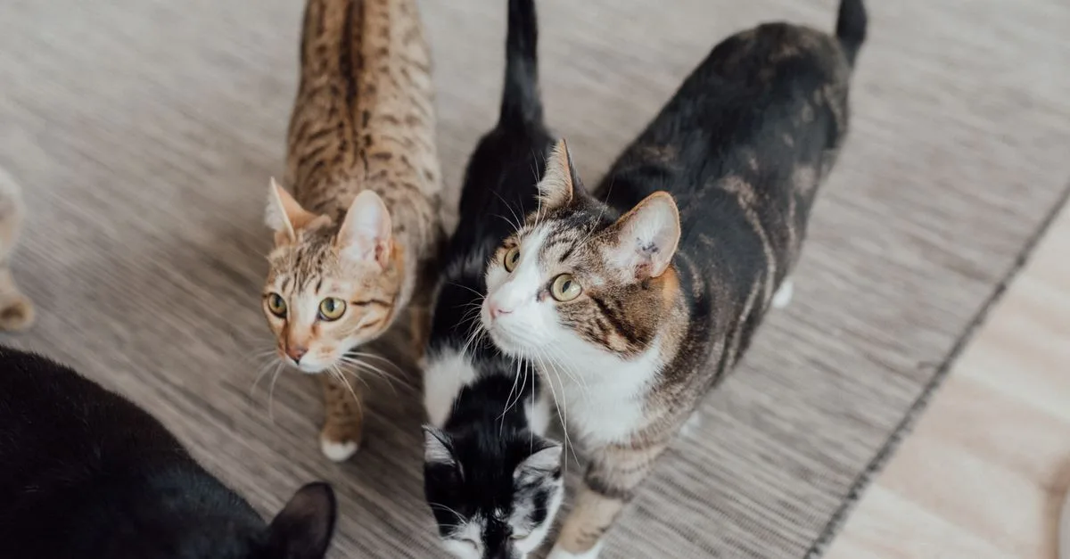 conseils pratiques pour favoriser la coexistence harmonieuse entre plusieurs chats à la maison.