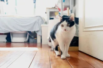 conseils pour une cohabitation harmonieuse entre chats : astuces pratiques pour favoriser la paix et l'entente entre vos félins.