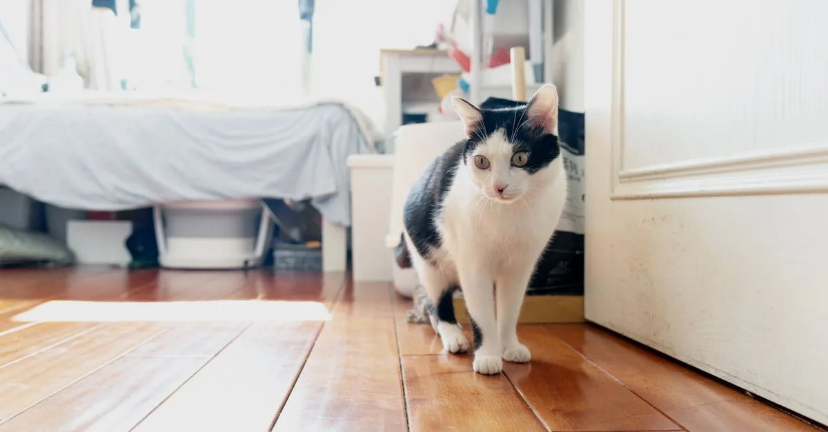 conseils pour une cohabitation harmonieuse entre chats : astuces pratiques pour favoriser la paix et l'entente entre vos félins.