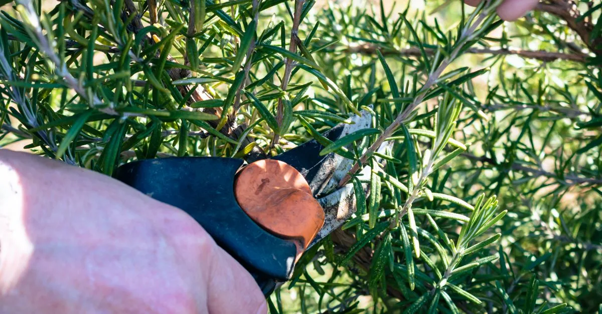 conseils et techniques pour la taille des plantes afin de favoriser leur croissance et leur santé.