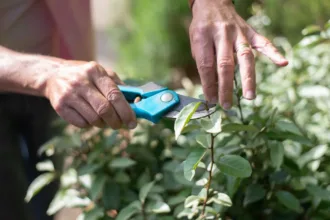 découvrez les meilleures techniques d'élagage des plantes pour favoriser leur croissance, leur santé et leur beauté tout au long de l'année.