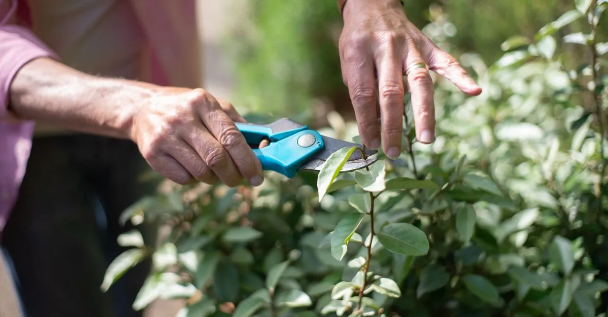 découvrez les meilleures techniques d'élagage des plantes pour favoriser leur croissance, leur santé et leur beauté tout au long de l'année.